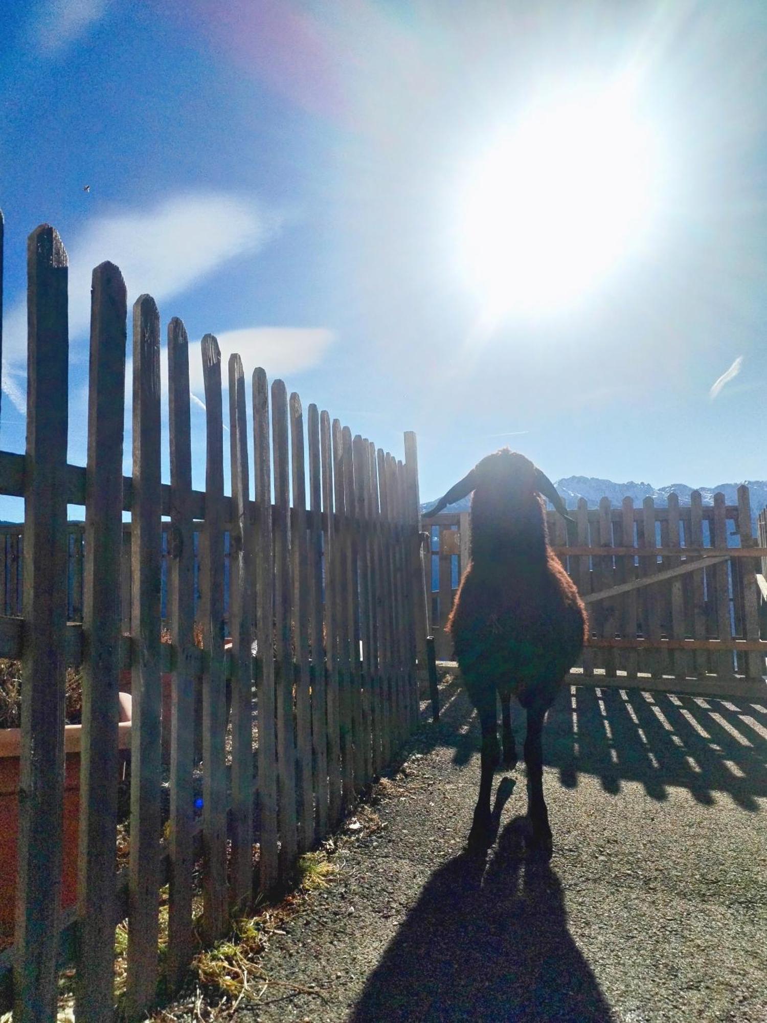 Greiterhof Partschins住宿加早餐旅馆 外观 照片